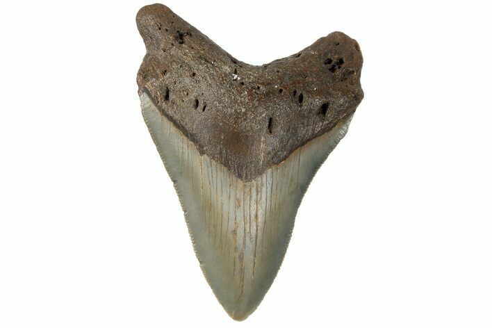 Serrated, Fossil Megalodon Tooth - North Carolina #183343